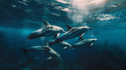 Fototapeta premium A group of dolphins swim in the deep blue ocean. Sunlight filters through the water creating a magical underwater scene.