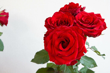 赤い薔薇