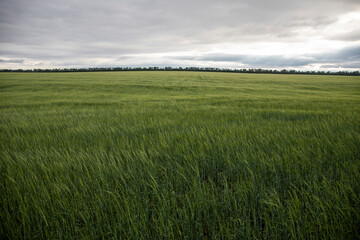 Large field with green grass