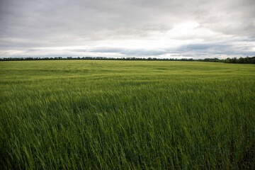 Large field with green grass