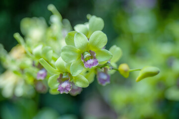 Yellow Dendrobium orchids bloom in a tropical garden, set against a backdrop of blurred foliage. 