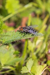 Flesh fly sitting on a stinging nettle