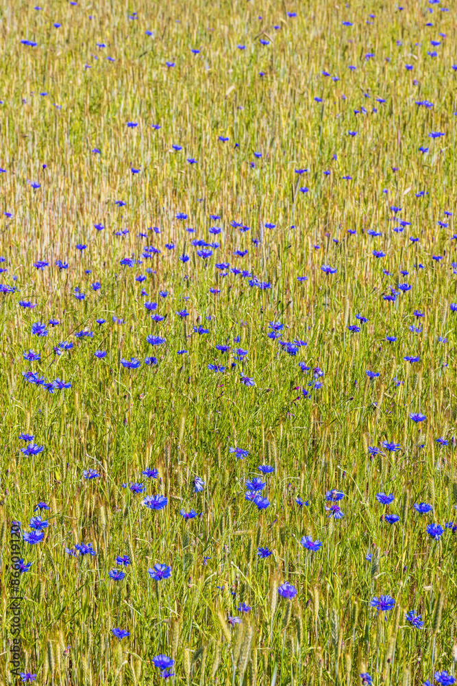 Wall mural Blooming Cornflowers in a field with crops