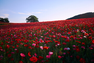 Vibrant Red and Pink Flower Field with Blue Sky and Lone Tree