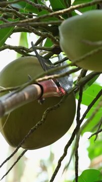 Slow motion Asian farmer is picking up small and short coconuts using cutting knife , whose fragrant water and soft flesh are perfect to sell as a beverage or called coconut with a flagrant juice.