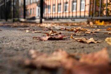 Low angle shot of fallen dry leaves on gray asphalt footpath of city. Selective focus on leaf.