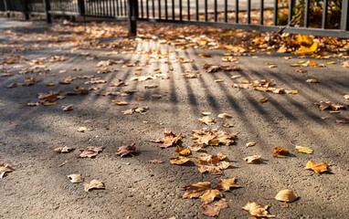 Gray asphalt urban pathway with dry fallen leaves. Stripes of light and shadow from metallic fence.