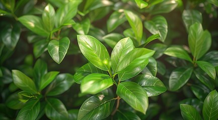 close up of green leaves