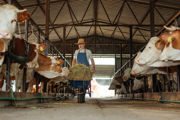 Old man pushing a wheelbarrow full of hay inside a barn