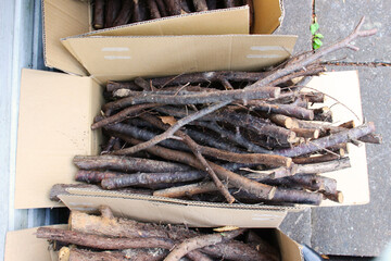 切った木の枝を段ボールに入れた写真