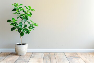 Ficus Plant. Green Botany Detail as Eco Decor Element in Room Background