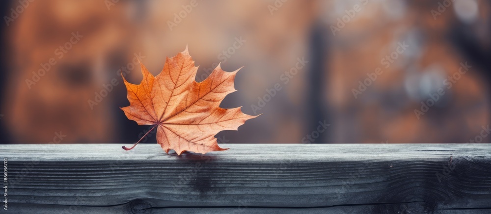 Poster copy space image with an autumnal orange leaf resting on a wooden bench.