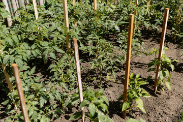 Tomato and bell pepper plants growing outdoors in a garden. Eco products. Food plant concept. 
