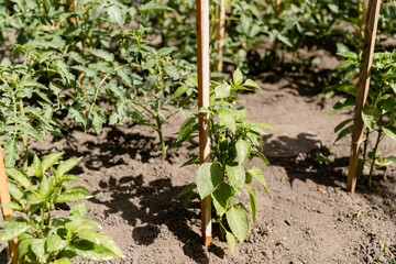 Bell pepper plants growing outdoors in a garden. Eco products. Food plant concept. 