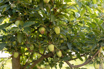 Unripe green apples on tree branch.
