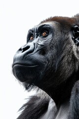 Obraz premium Close-up portrait of a gorilla against white backdrop.