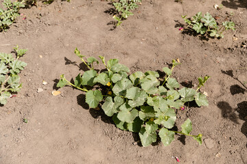 Melons sprout in the garden.  Сantaloupe melons plant growing outdoors in a garden.  