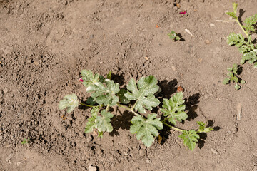 Watermelon sprout in the garden.  Watermelon plant growing outdoors in a garden.  