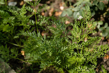 Сarrot plant in the garden. Close up