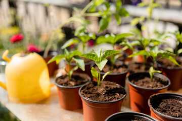 Pepper seedlings in pots near the house on a sunny day. Bell pepper plant. 