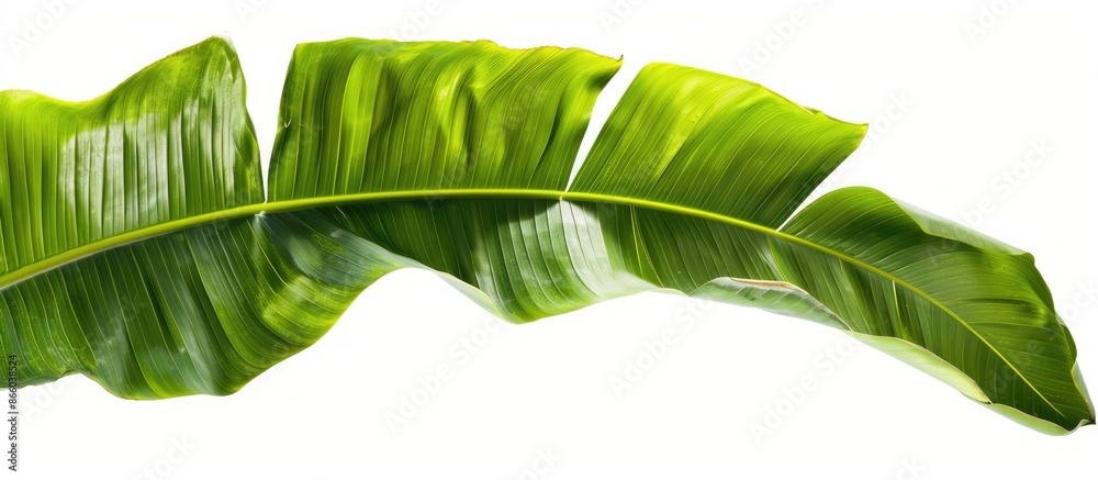 Poster tropical green banana leaf isolated on a white background with a clipping path for design elements. 