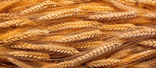 Hard red winter wheat grain against a plain backdrop with area for text or graphics, termed as 'copy space image.'