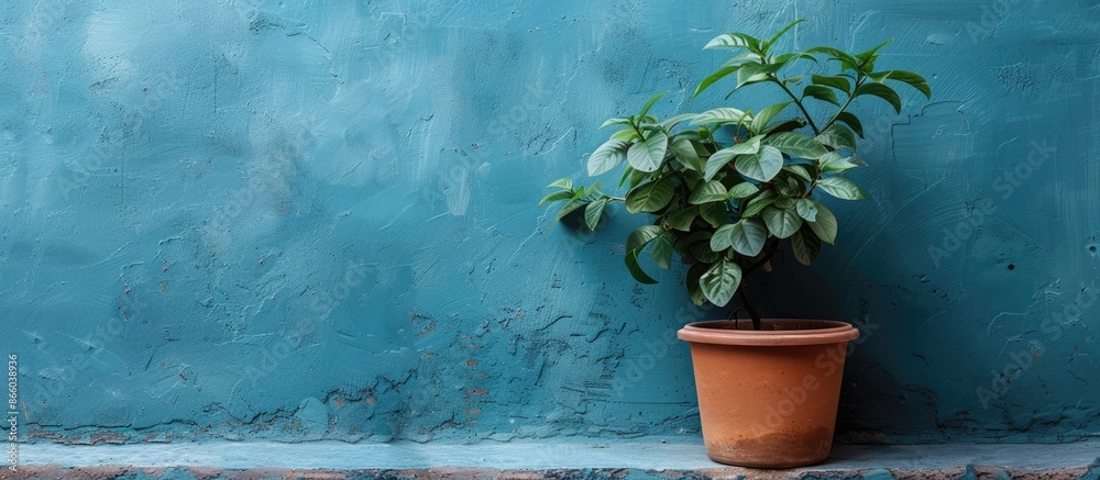 Poster a plant is displayed in front of a blue wall with copy space image.