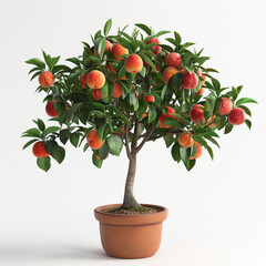 The potted peach tree bears fruit