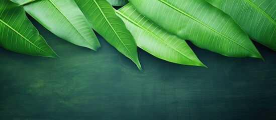 Summer concept with a green leaf texture background providing ample copy space image.