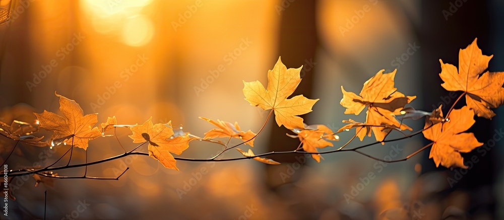 Poster Backlit autumn scene with golden yellow maple leaves, creating a warm and cozy vibe with a copy space image.