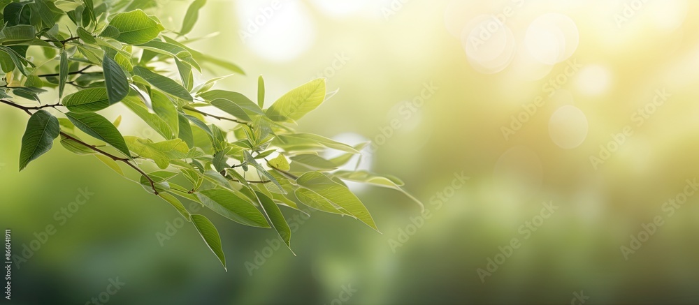 Poster Use a backdrop featuring blurred foliage and sunlight, ideal for text or ads with copy space image.