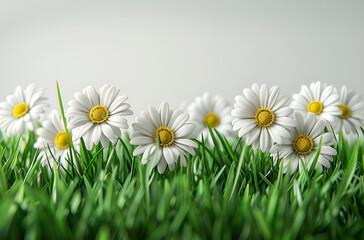 Daisies in green grass against a white background.