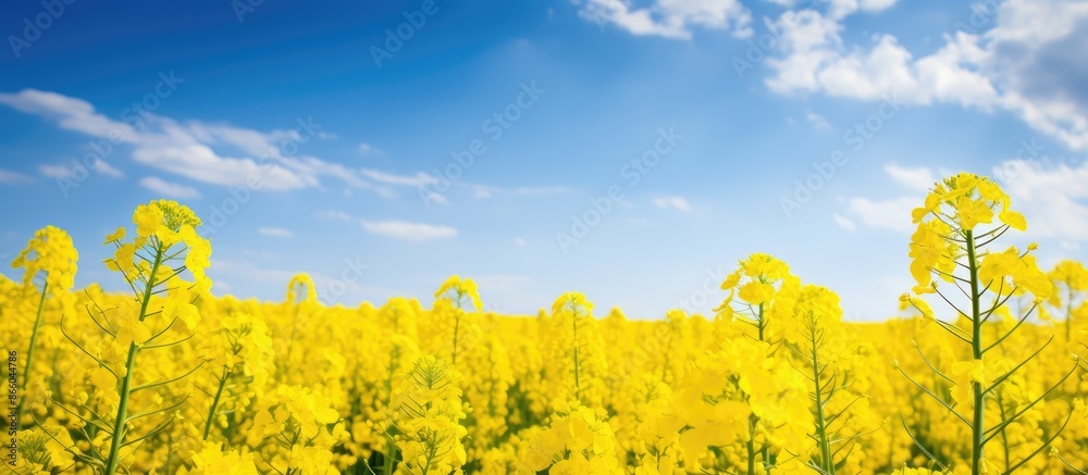 Poster vibrant canola flowers blooming in a rapeseed field with a bright yellow copy space image capturing 
