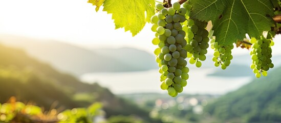 Vibrant green grapes hanging on a vineyard backdrop with lush greenery, showcasing a picturesque...
