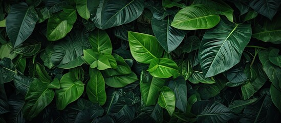 Fototapeta premium A background of lush green leaves creating a natural backdrop with an inviting texture, perfect for a copy space image.