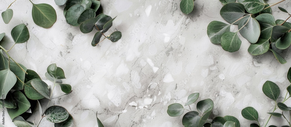 Poster Flat lay composition with eucalyptus leaves on a grey marble backdrop, surrounded by a frame of eucalyptus branches. Top view perspective with ample copy space image.