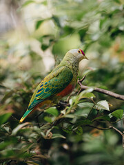 Rose-crowned Fruit Dove