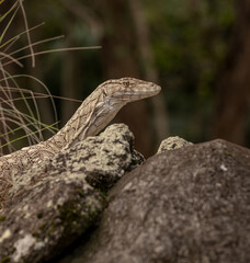 lizard on the rock