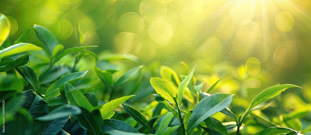 Poster a stunning nature setting with vibrant green leaves against a blurred green backdrop in the garden a