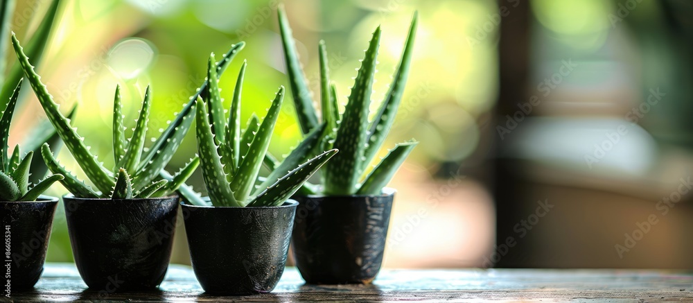 Aufkleber collection of aloe vera potted plants in a cafe with natural background. . with copy space image. pl