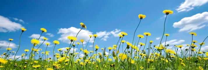 Field of Sunflowers Under Blue Sky