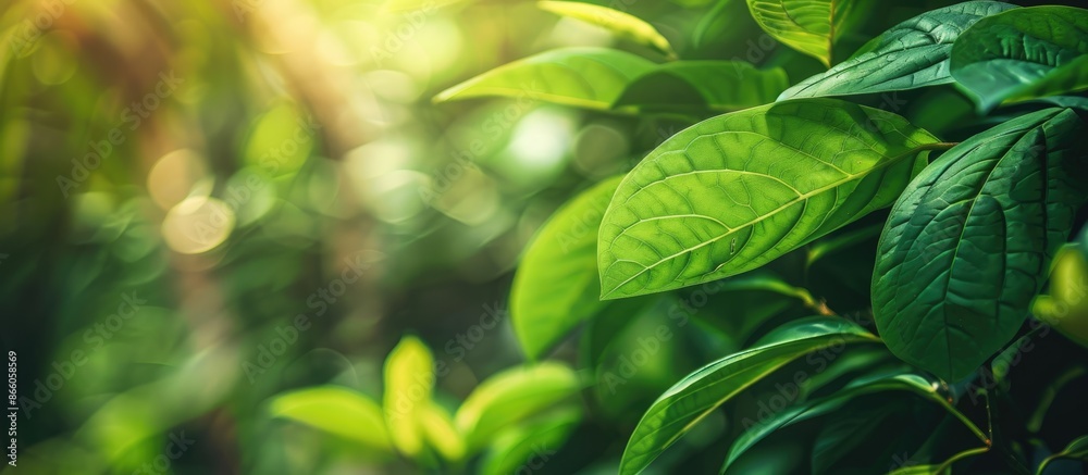 Poster detailed shot of a lush green leaf in a garden setting with blurred foliage in the backdrop, offerin