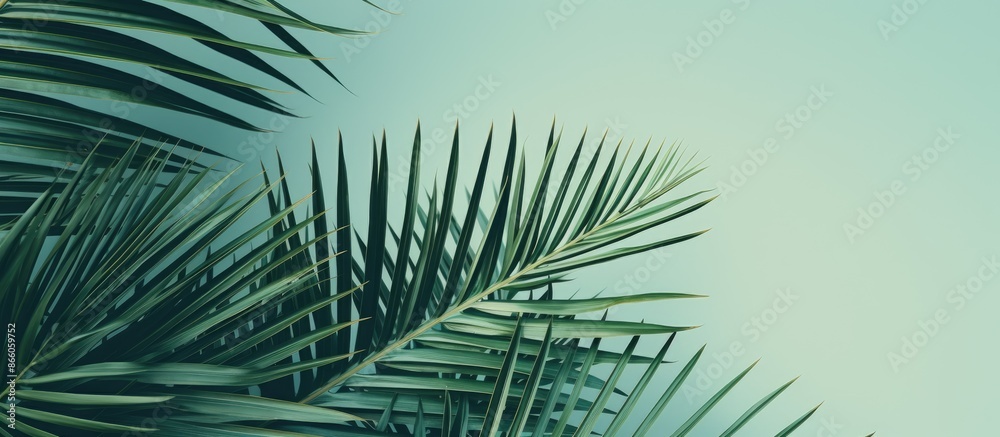 Poster Background featuring palm leaves with copy space image.
