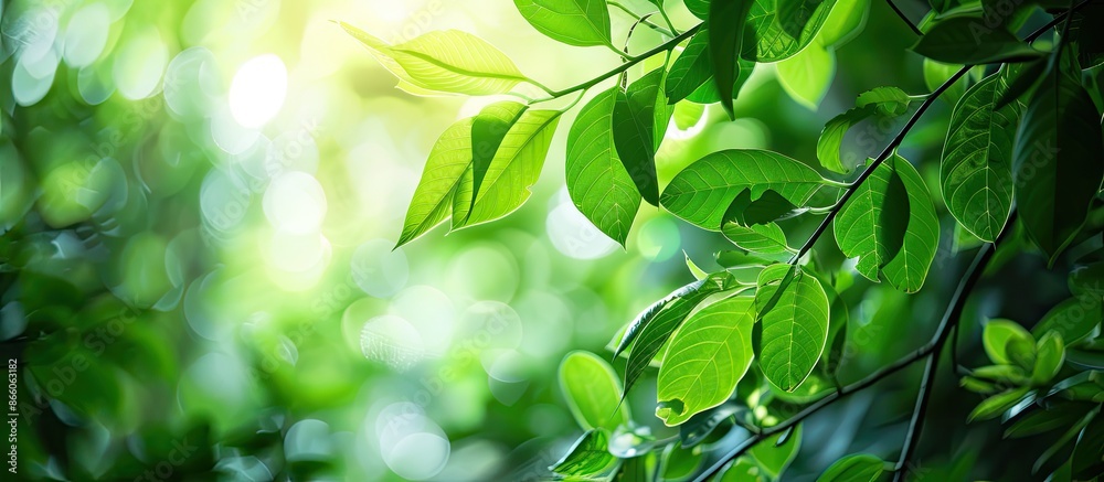 Poster scenic green leaves on a verdant backdrop in a garden setting with copy space image amongst lush gre