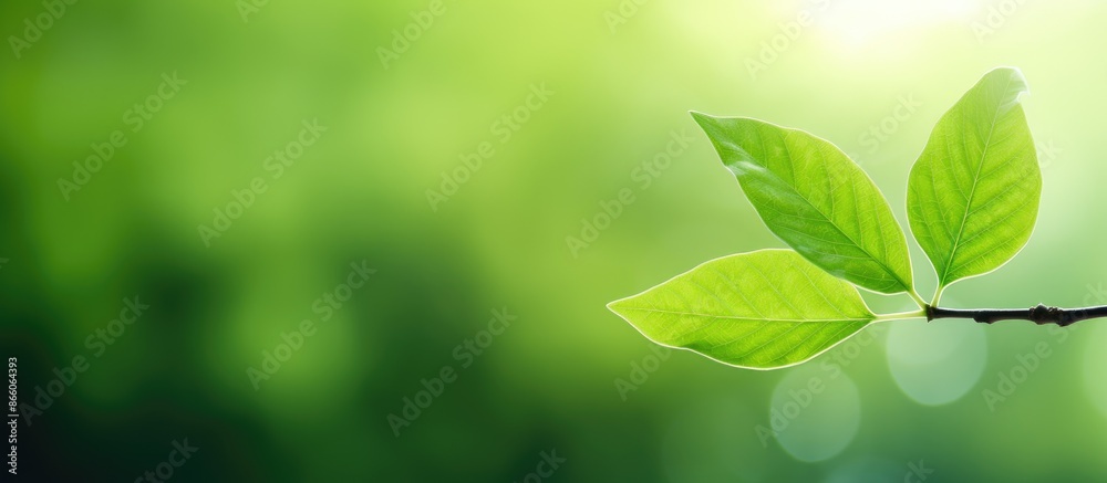 Aufkleber A close-up image of a green leaf against a blurred garden backdrop, providing ample copy space for a nature-themed design.