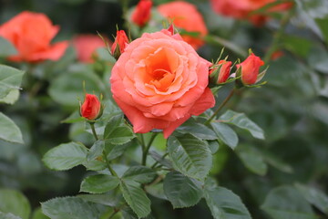 Beautiful orange rose on a green background. Close up.