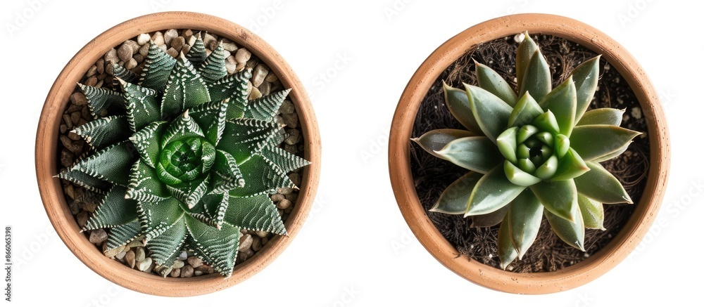 Fototapete Haworthia in pot  isolated on white backgrounds, top view cactus&succulent, Clipping Path. with copy space image. Place for adding text or design