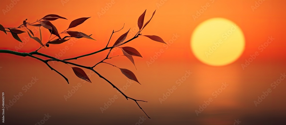 Aufkleber silhouette of a branch and leaves against the sunset with ample copy space image.
