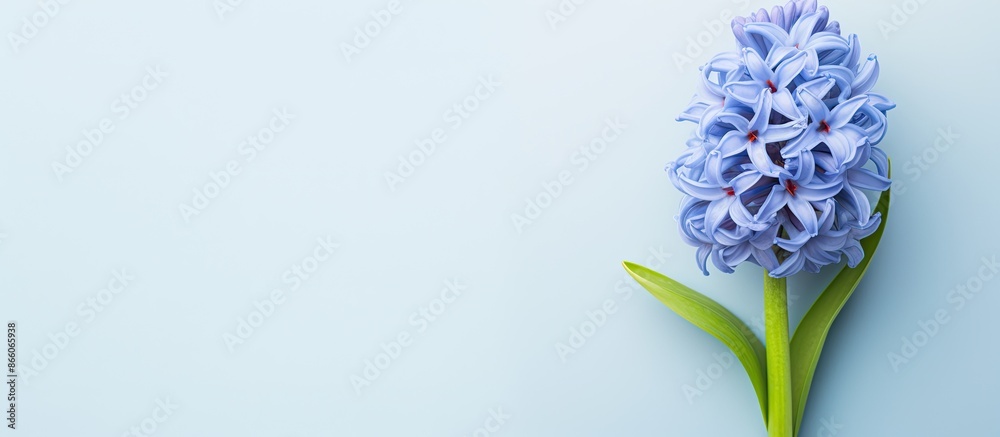 Aufkleber Top view of a blue hyacinth against a light blue backdrop with space for text or other images. with copy space image. Place for adding text or design