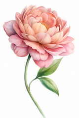 Pink peony flower in pastel color isolated on white background, watercolor style.
